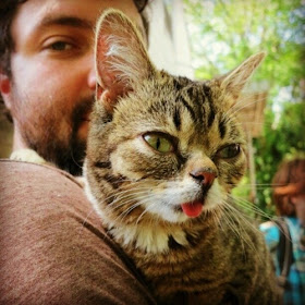 Lil Bub is a Nature's Happy Accident cat, cute lil bub, lil bub pictures