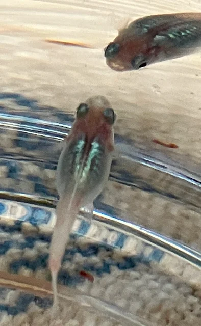 深海(しんかい)メダカ 稚魚 ７６日目