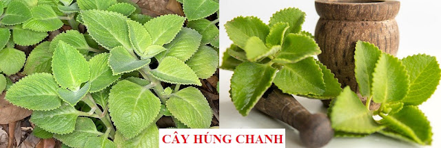 Tự Chữa Bệnh Bằng Cây Thuốc Nam - CÂY HÚNG CHANH