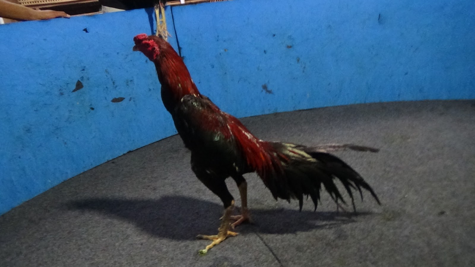  Ayam  bangkok Ayam  Petarung Jogjakarta ORY PUKULAN MATI  