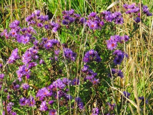 New England Aster