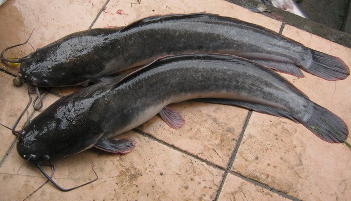 Ketahui Jual Ikan Lele Jayapura, Papua Terlaris