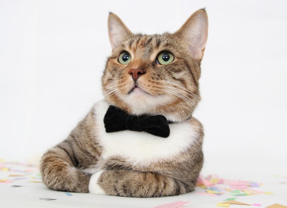 cats with ties, cats wear ties, cats in ties, cats wearing ties, tie-wearing cats, cute cat pictures