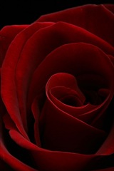 red-rose