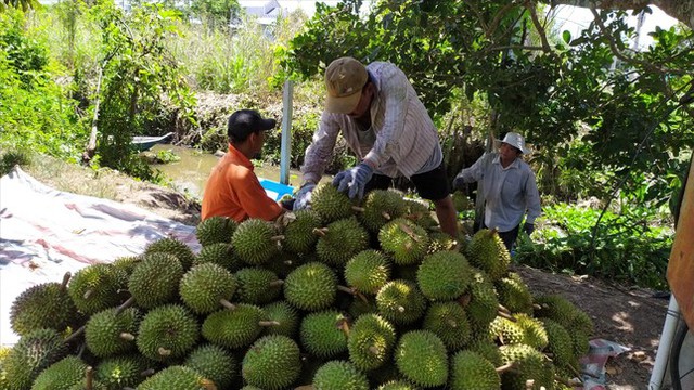 Sầu riêng tăng giá kỷ <a href=
