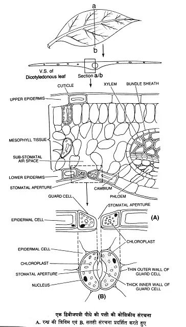 रन्ध्र की संरचना (Structure of Stomata)|hindi