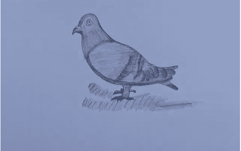 How to draw a Pigeon Step by Step in 2020