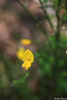 Fleur de genêt, Fontainebleau