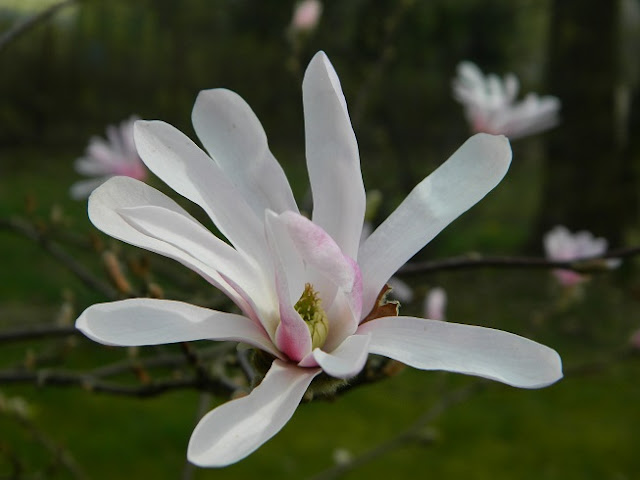 slow gardening, magnolia