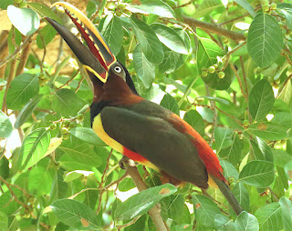 Chestnut-eared Aracari