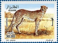 Acinonyx Jubatus Hecki