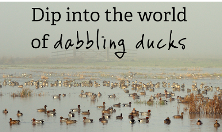 Dip Into The World Of Dabbling Ducks
