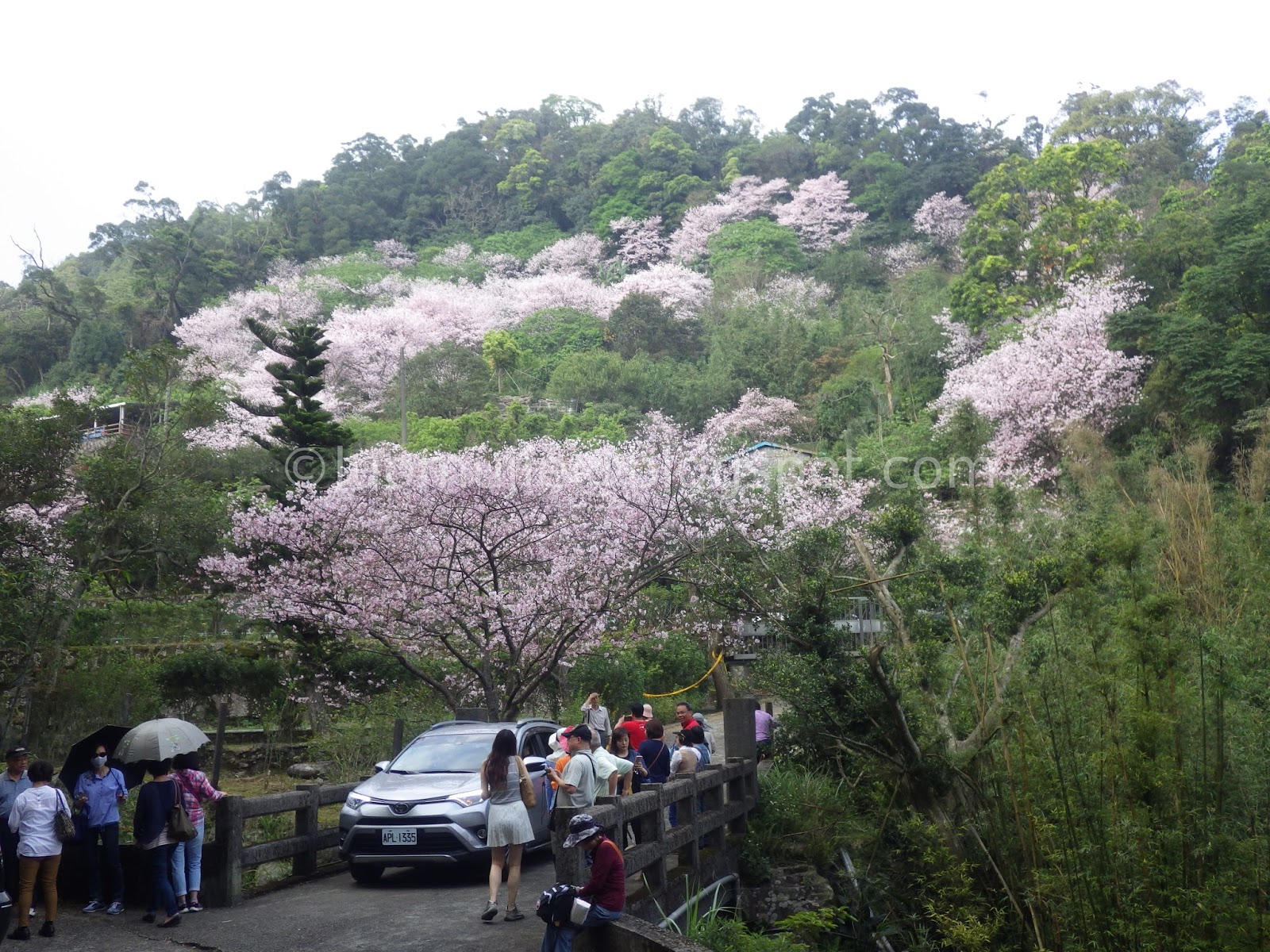 Taiwan cherry blossoms