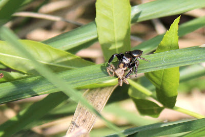 Bonte Grasspringspin - - Evarcha arcuata