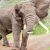 36-year-old woman trampled to death by elephant