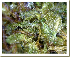 Cannabis caviar: Glistening with pricey possibilities.