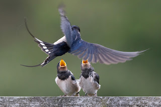 Swallow DFBridgeman