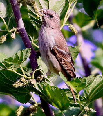 "Common Rosefinch - female,feeding on mulberries."