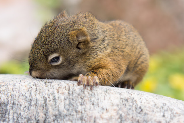 Rescue of baby squirrel from drowning, baby squirrel, animal rescue