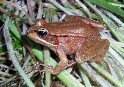 rana de patas rojas Rana aurora