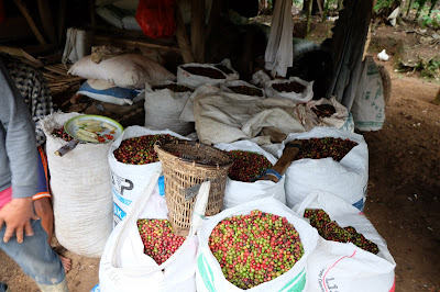 Coffee Tour 1: Perkebunan Kopi Tanjungsari, Kabupaten Bogor