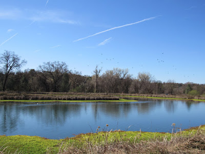 walking trails birding nature wildlife trail easy walks