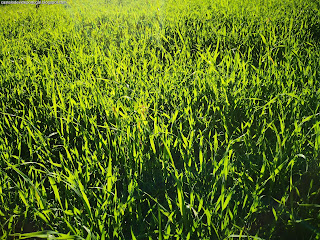 NATURE VIEWS / Fotografias de natureza, Castelo de Vide