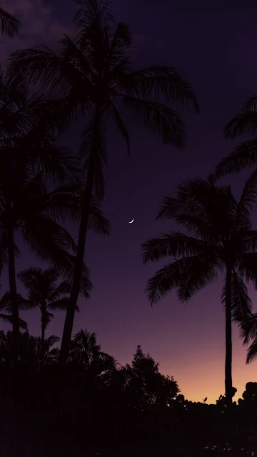 Palm Trees, Night, Moon, Sunset Wallpaper 