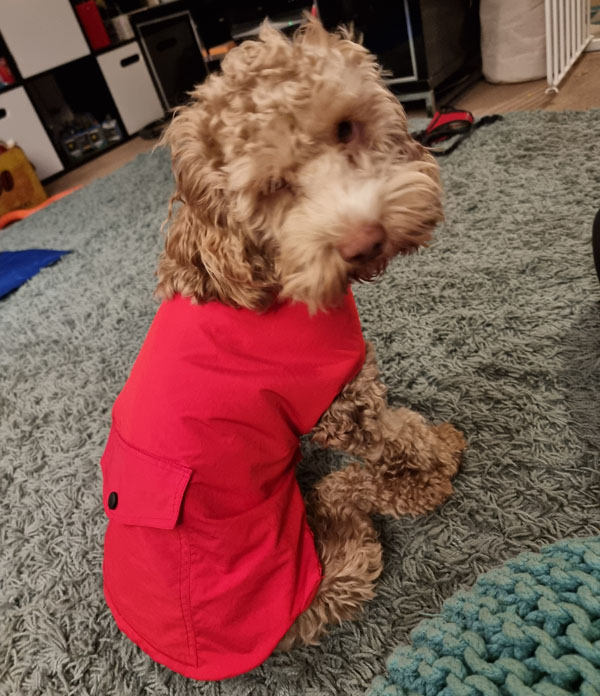 Dog wearing a coat made from a coat