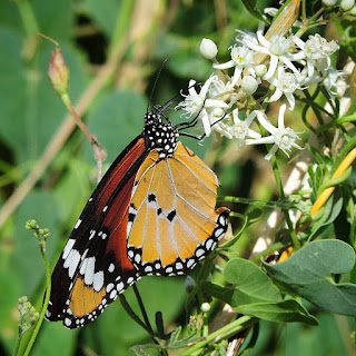 Mariposa tigre (Danaus chrysippus) libando de matacan (Cynanchum acutum)