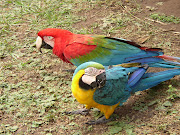 Aves del Oriente boliviano