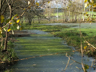 La bassa amb llenties d'aigua de la dreta de l'Estany de Can Torrent