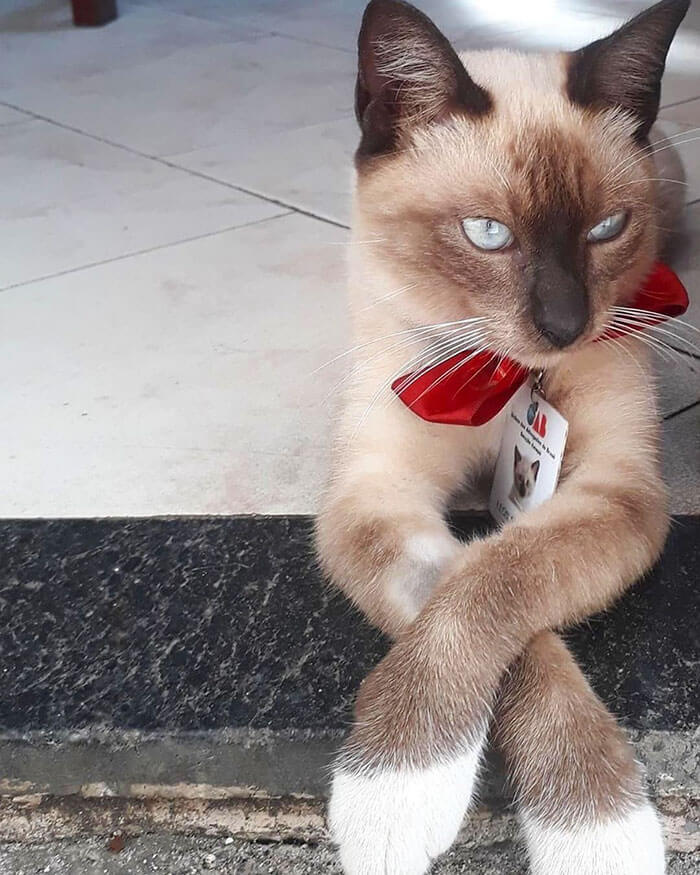 Stray Kitty Became A Law Firm's New Employee Shutting Down People Who Complained