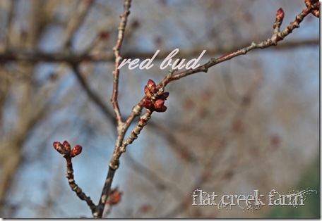 redbud