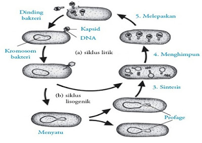 Siklus litik dan lisogenik Bakteriofag