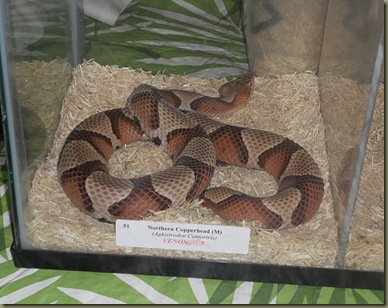 Copperhead