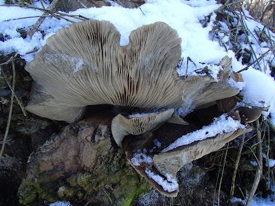 zimowe grzybobranie, grzyby zimowe, grzyby w listopadzie, grzybobranie w listopadzie, boczniak ostrygowaty, Pleurotus ostreatus