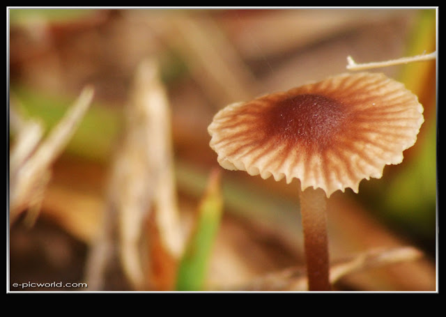 Mushrooms and fungi photo