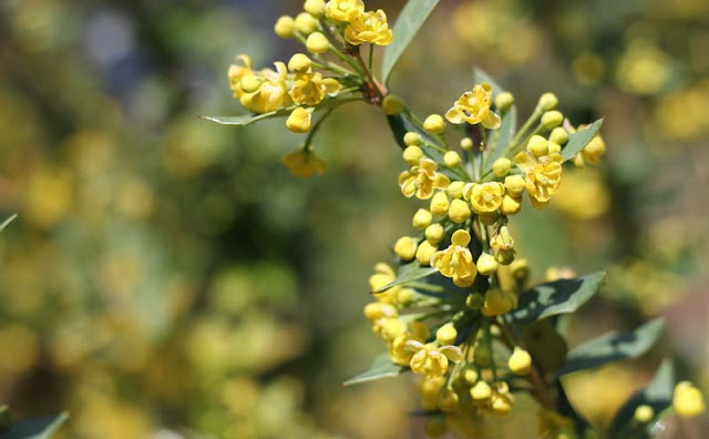 Berberis Pruinosa Flowers Pictures