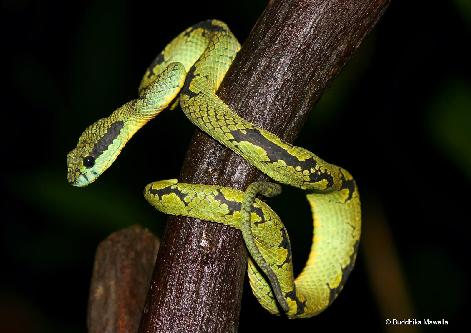 Lanka Nature Summary Sri Lankan Green Pit Viper Trimeresurus Trigonocephalus