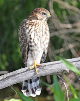 Cooper’s Hawk – Santa Cruz, AZ – July 2015 – photo by Alan Schmierer