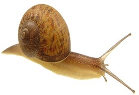 mollusca mollusca