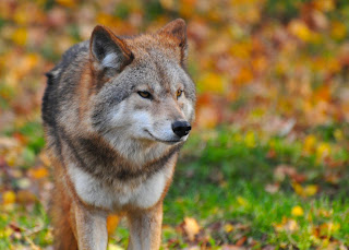 Wolf Facts in Hindi