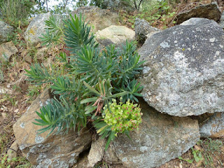 Euphorbe characias - Euphorbia characias 