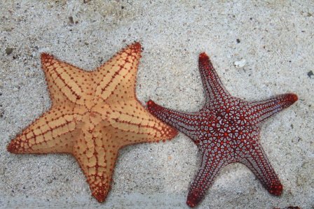 Filum Echinodermata  Ciri  ciri  Klasifikasi dan Peran 