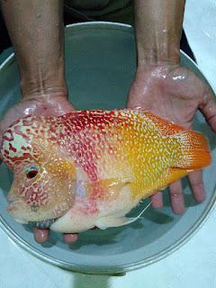 Louhan Golden, Yellow Fish, Louhan Murah