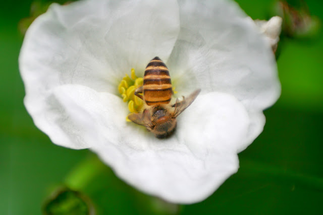 foto makro, makro, makro ekstrim, lensa kits, memaksimalkan lensa, macro photography,foto bunga, tawon