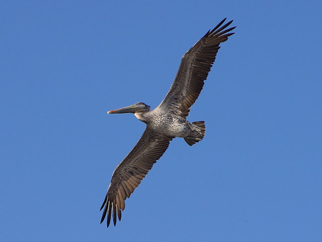 Stock Bird Photos