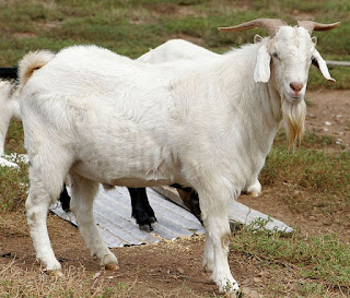 Foto Kambing. Gambar Kambing