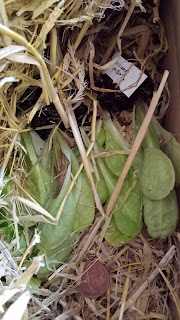 Lettuce plants revealed (coin for scale)